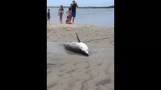 Cape Cod Great White Shark Beached