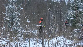 Jaunaudžu kopšanas darbi notiek arī ziemā