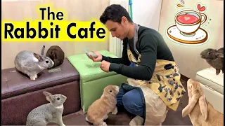 The Rabbit Cafe Tokyo Japan | Bunny Cafe Japan | Usa Cafe Mimi