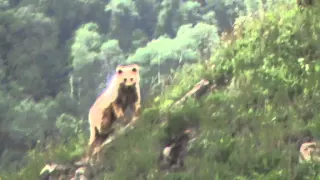 Любопытные медведи в Галанчоже