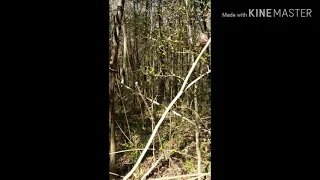 Young Sasquatch in Tree Crevice