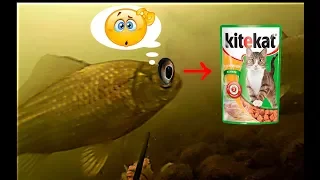 Реакция карася на Kitekat , стоит ли на него ловить !!? подводное видео