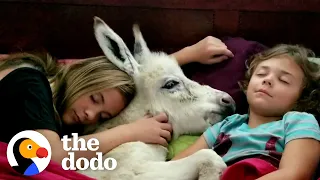 Sisters Have A Sleepover With... Their Tiny Baby Donkey?! | The Dodo Little But Fierce