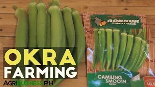 Okra Farming in the Philippines: Have Daily Income in Okra Farming