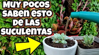 RIEGA así tus SUCULENTAS y CACTUS y me darás las Gracias! Como y cada Cuanto Regar Plantas en Maceta