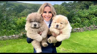 CHOW CHOW PUPPIES - Dangerous to kids?