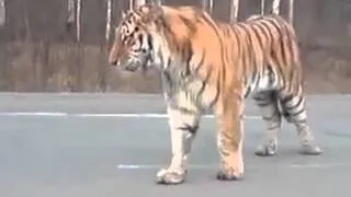 Самые смешные ржачные приколы (83) Тигр На Дороге! раион Хабаровска