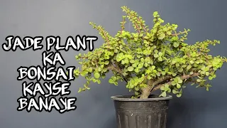 JADE PLANT KA BONSAI KAYSE BANAYE  // HOW TO MAKE JADE PLANT BONSAI  // BONSAI THE ART 🏝