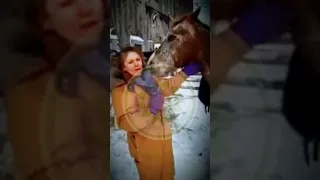 Horses And The Heart Chakra