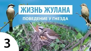 ЖИЗНЬ ЖУЛАНА: Поведение у гнезда