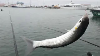 Ловля кефали и первый окунь. Морской порт Сочи