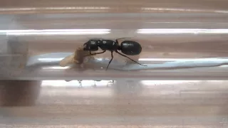 Camponotus herculeanus.  pupae