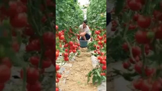 Israelites Farming Technology | Tomatoes Harvesting | #israel #farming #technology #nature #shorts