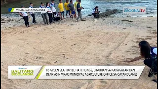 Balitang Bicolandia: 86 green sea turtle hatchlings, binuhian sa Virac, Catanduanes