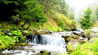 4k Beautiful Mountain Creek in Summer Forest. Water Stream, White Noise for Sleeping. 4k Ultra HD.