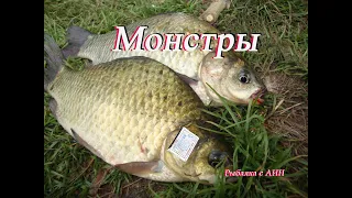 Ночные монстры караси