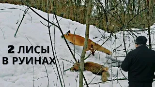 Охота с ягдтерьером, 2 лисы в руинах. Fox Hunt with Jagdterrier