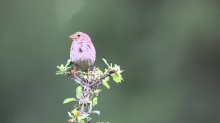 Corn bunting - Emberiza calandra