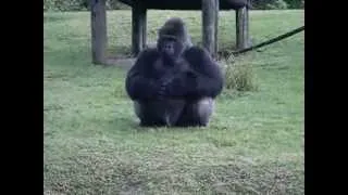 Gorilla using sign language at Miami Zoo telling someone he can't be fed...
