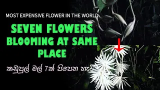 Most Expensive Flower in the World | Blooming Seven Kadupul Flowers Timelapse at Muthubima Sri Lanka