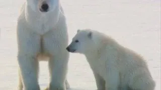 A rare view of the world of polar bears
