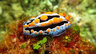 Snorkeling in Indonesia