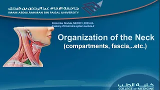 Organization of the neck 2