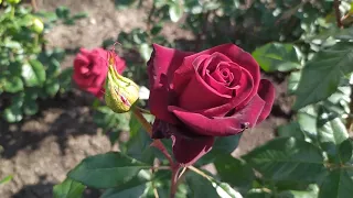 ЧЁРНАЯ МАГИЯ (Black Magic), Tantau Германия, 1997 г. Чайно-гибридные (Hybrid Tea)