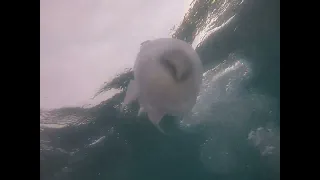 Черноморская медуза Корнерот !