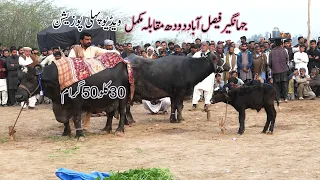 Buffalo Milk Competition 36 Kg Milk Faisalabad Dood Meela 2022 ll Dairy Farming ll Livestock Part 1