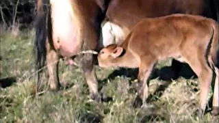 The Jersey cow and calf