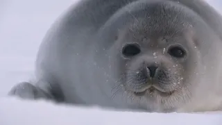 The Surprising Sounds of a Cute Baby Seal Pup