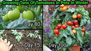 How to grow Tomatoes at home | Full Training from seed to harvest | 5 Kg in 1 plant