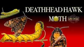 Deaths-head hawk moth life cycle 🐛🦋 Caterpillar to Moth