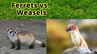 Ferrets vs. Weasels: How to Distinguish Them???