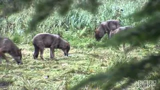 Four wolves feeding on salmon