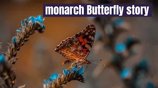 Bioluminescence: unraveling the great butterfly migration mystery | monarch butterfly story