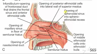 Lateral walls of nasal cavity