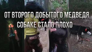 В ТЕМНОТЕ ПО ЭТОМУ ЛЕСУ ЛУЧШЕ НЕ ХОДИТЬ! СОБАКИ ПОДНЯЛИ ЕЩЕ МЕДВЕДЯ! МНЕ ПРИШЛОСЬ СТРЕЛЯТЬ (часть 2)