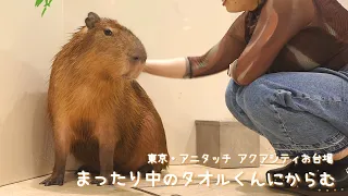 まったり中のカピバラさんにからむ、ときどきミーアキャット 【アニタッチ アクアシティお台場】