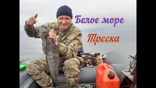 БЕЛОЕ МОРЕ/ТРЕСКА/ЗУБАТКА