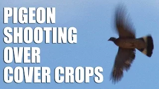 Pigeon Shooting over Cover Crops