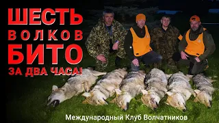 6 ВОЛКОВ БИТО ЗА 2 ЧАСА! Международный Клуб Волчатников!