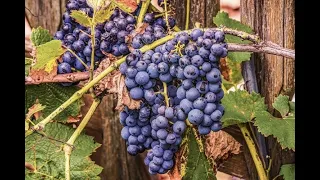 Как правильно вносить удобрения и подкормки под виноград осенью?