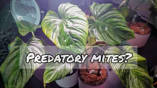 Predatory Mites and Ecuagenera & Ecuagenera US unboxings