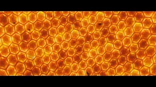 Rasa- пчеловод