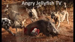 #16 UNCENSORED 18+ eaten ALIVE - Wild dogs eating alive warthog brutally- Screaming live feeding