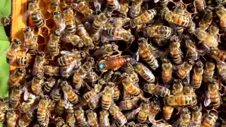 Стартер при выводе пчелиных маток