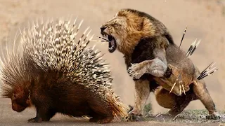 The Hedgehog's Feathers Are So Sharp That Lion Dies Miserably