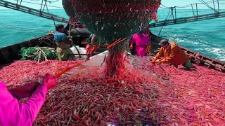 Inside The Life Of A vessel red shrimp fishing - Catch Hundreds Tons Shrimp With Modern Boat